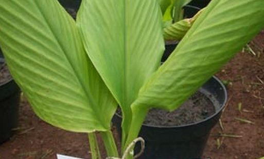 Deskripsi Tanaman Temu Mangga, Curcuma Mangga